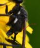 Ammophila sabulosa